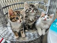 Maine Coon Mix Kitten - Schweix