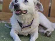 MUSA - kleiner, lieber Anfängerhund ❤️ - Neudenau
