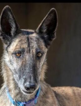 Travis - Zurückhaltend und sehr sozial - Bad Camberg