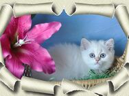 Wunderschöne Britisch Kurzhaar Kitten mit Stammbaum... - Meßkirch Zentrum