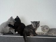 BKH Kitten abzugeben - Tuttlingen