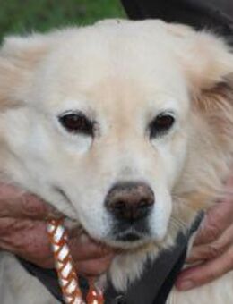 Goldie - sehr lieb u. verschmust - Lohra