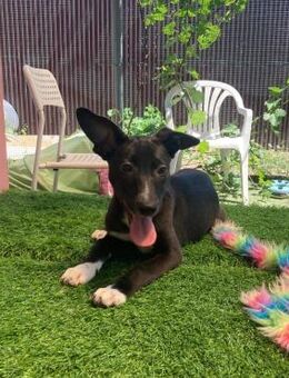 🧸Sanfter Welpe Porthos🧸 - Eislingen (Fils)
