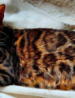 Süßer Bengalkater "Liu" ♡ sucht sensible Besitzer - Kirchardt