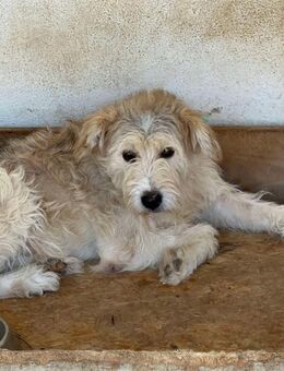 Knödelchen sucht Familie - Alfdorf