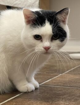 Bert der Lustige - Rees Zentrum