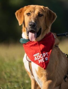 HSH-Mix-Lady♥Suvi♥63911 Klingenberg/Main - Hamburg