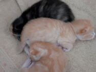 3 kitten zu verkaufen - Helmbrechts