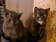 2 BKH MÄDCHEN SUCHEN NEUES ZUHAUSE - Köln