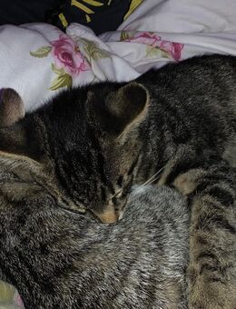2 Babykatzen in liebevolle Hände - Hamm