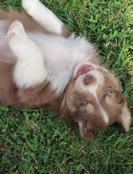 Australian Shepherd Welpen, reinrassig - Hagen (Stadt der FernUniversität)