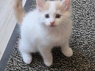 Seltene Reinrassige Türkisch Van m. Stammbaum, 2 Katerchen suchen noch.... - Altenkunstadt