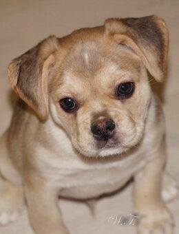 Französischer Bulldoggen F2 Retro Rüde Toto von untersuchten Elterntieren - Grünberg