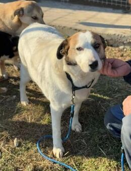 Gemütliche - GUNDULA - sucht gemütliches - Kempen