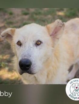 Nobby: Letzte Jahre in Geborgenheit - Kirchzell