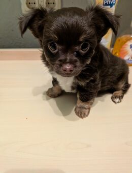 Chihuahua - Sundhagen