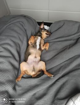 Verkaufe einen ChihuahuaMix - Ilmmünster