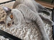 Britischer Kurzhaar Kater Coco - Rheine