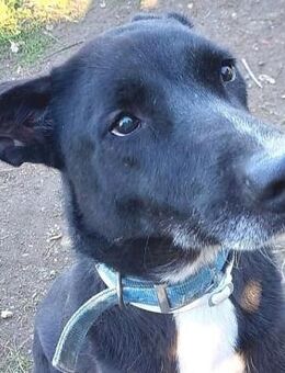 Remy sucht ein Für-Immer-Zuhause - Sehnde