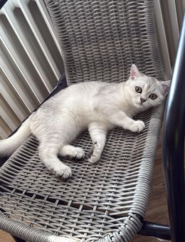 Reinrassige BKH Kitten - Ingolstadt