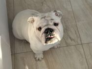 Herzenshund Samy sucht ein liebevolles Für-immer-Zuhause - Rödermark