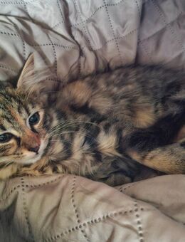 Katzen Maine Coon Mix W - Renchen