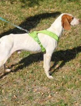 Fićo möchte viel mehr kennen lernen - Schwabach