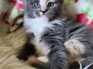 =^..^=Bezaubernde Maine Coon kitten mit Stammbaum aus seriöser Zucht =^..^= - Bad Berleburg