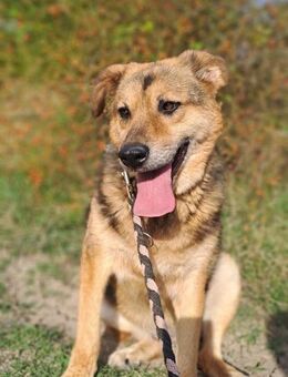 Petko - sucht noch sein Zuhause - Philippsburg