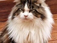 Deckkater Maine Coon mit Stammbaum - Böbingen (Rems)