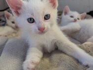 Katzen - Kleve (Nordrhein-Westfalen)
