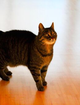 Katze sucht neues Zuhause - Rösrath