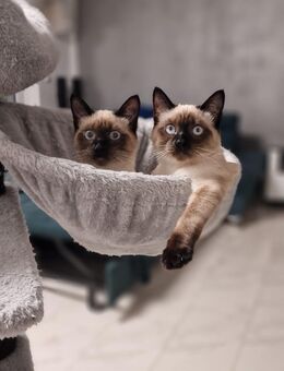 Siam Kitten "Geimpft mit Untersuchung" - Alfeld (Leine)