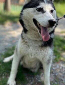 LINA - freundlich, sanft, sportlich - Linden (Hessen)