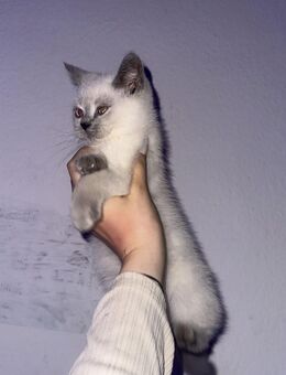 BKH kitten sucht ein Zuhause - Weilburg Zentrum