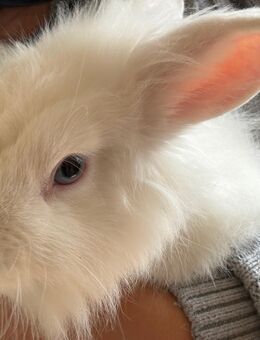 2 Löwenkopf Kaninchen und 1 zwerg Kaninchen - Neuhausen (Fildern)