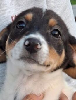 Magia M - sanfte Kuschelmaus - Mettmann