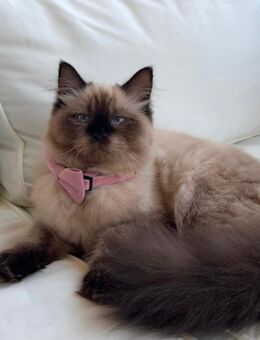 Ragdoll mink - Augsburg
