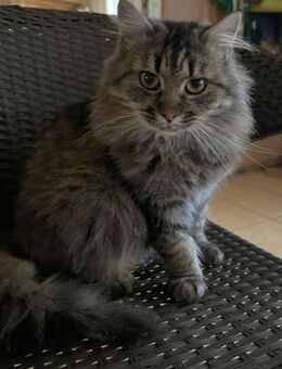 Hedi - Plüschi - Süderbrarup