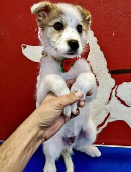 Fay kleinbleibender, freundlicher Welpe - Koblenz