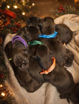 🐾 Herzensbrecher auf vier Pfoten: Labrador-Husky-Mix Welpen! 🐾 - Reichelsheim (Odenwald)