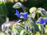 Borretsch Samen mehrjährig Borretschblüten winterhart Gurkenkraut Borretschsamen Gartenkräuter essbate Pflanze insektenfreundlich blaue Blüten Bienen Hummeln Bienenmagnet - Pfedelbach