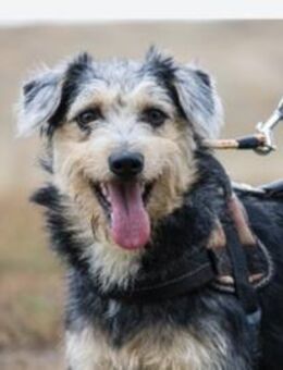 PITYPANG-SI süsse Maus sucht Zuhause - Neustadt (Rübenberge)