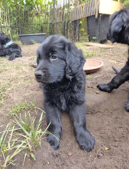 Bernersennhund/ Labrador/ Flatcoated Retriver Welpe - Potsdam