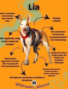 LIA, w., kastr., Podenco-Mix, ca. 47 cm - Sipplingen