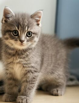BKH Kitten - Buchholz (Nordheide) Zentrum