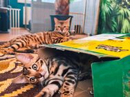 Exotik auf vier Pfoten - nur für echte Liebhaber Bengalkatze, Kätzchen - Plüderhausen