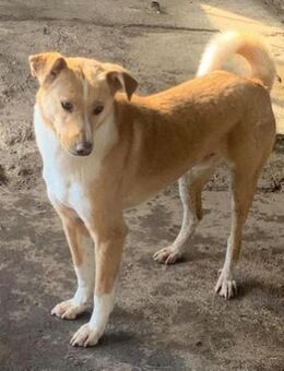 BALDUIN - wer hilft ihm zu seinem Glück? - Sulzbach-Laufen