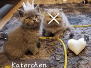 2 Katzenbabys, Bkh Kitten - Bremen