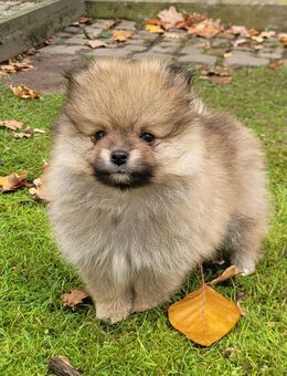 Zwergspitz Pomeranian Welpen- bunte Truppe- - Dorsten